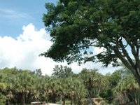 2008078358  Betty-Darrel Hagberg Darla-Angela-Isabella-Alexander Jones Disneys Animal Kingdom