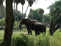 2008078359  Betty-Darrel Hagberg Darla-Angela-Isabella-Alexander Jones Disneys Animal Kingdom