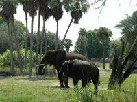 2008078360  Betty-Darrel Hagberg Darla-Angela-Isabella-Alexander Jones Disneys Animal Kingdom