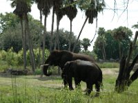 2008078361  Betty-Darrel Hagberg Darla-Angela-Isabella-Alexander Jones Disneys Animal Kingdom