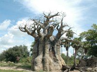 2008078365  Betty-Darrel Hagberg Darla-Angela-Isabella-Alexander Jones Disneys Animal Kingdom