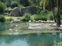 2008078366  Betty-Darrel Hagberg Darla-Angela-Isabella-Alexander Jones Disneys Animal Kingdom