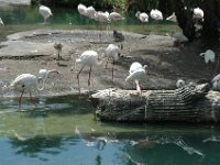 2008078368  Betty-Darrel Hagberg Darla-Angela-Isabella-Alexander Jones Disneys Animal Kingdom