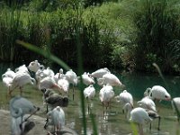 2008078369  Betty-Darrel Hagberg Darla-Angela-Isabella-Alexander Jones Disneys Animal Kingdom