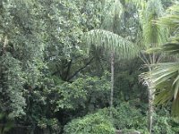 2009068883 Busch Gardens - Tampa - Florida