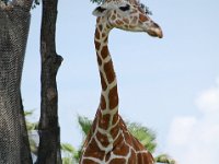 2009068941 Busch Gardens - Tampa - Florida