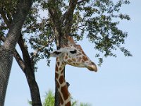 2009068942 Busch Gardens - Tampa - Florida