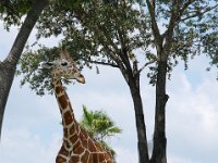 2009068944 Busch Gardens - Tampa - Florida