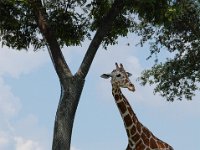 2009068945 Busch Gardens - Tampa - Florida