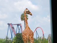 2009068947 Busch Gardens - Tampa - Florida