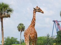 2009068948 Busch Gardens - Tampa - Florida