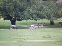 2009068954 Busch Gardens - Tampa - Florida