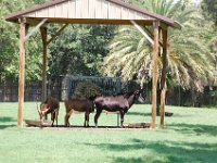 2009068969 Busch Gardens - Tampa - Florida