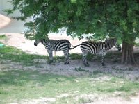 2009069001 Busch Gardens - Tampa - Florida