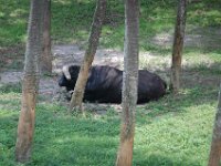 2009069002 Busch Gardens - Tampa - Florida