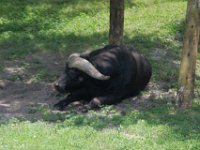 2009069014 Busch Gardens - Tampa - Florida