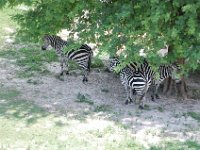 2009069019 Busch Gardens - Tampa - Florida