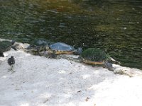 2009069040 Busch Gardens - Tampa - Florida