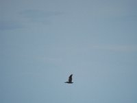 2009068351 Cocoa Beach - Florida