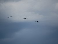 2009068363 Cocoa Beach - Florida