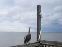 2009068405 Cocoa Beach - Florida