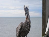 2009068406 Cocoa Beach - Florida