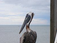 2009068407 Cocoa Beach - Florida