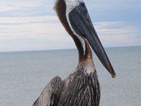 2009068408 Cocoa Beach - Florida