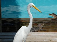 2009067140 Gatorland - Orlando - Florida