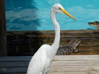 2009067141 Gatorland - Orlando - Florida