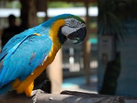 2009067148 Gatorland - Orlando - Florida