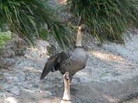 2009067167 Sea World - Orlando - Florida