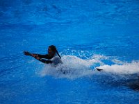 2009067214 Sea World - Orlando - Florida