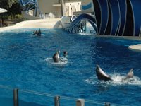 2009067226 Sea World - Orlando - Florida