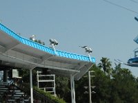 2009067239 Sea World - Orlando - Florida