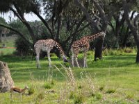 2011061612 Angela-Isabella-Alexander Jones - Disney World - Buena Vista FL