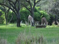 2011061631 Angela-Isabella-Alexander Jones - Disney World - Buena Vista FL