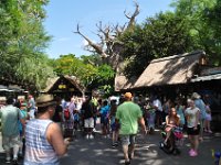 2015067515 Disneys Animal Kingdom - Orlando FL - Jun 09