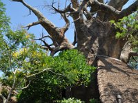 2015067516 Disneys Animal Kingdom - Orlando FL - Jun 09