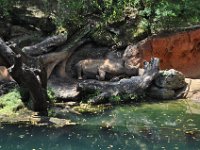 2015067519 Disneys Animal Kingdom - Orlando FL - Jun 09