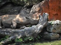 2015067521 Disneys Animal Kingdom - Orlando FL - Jun 09