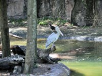 2015067532 Disneys Animal Kingdom - Orlando FL - Jun 09