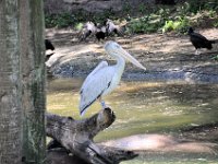 2015067533 Disneys Animal Kingdom - Orlando FL - Jun 09