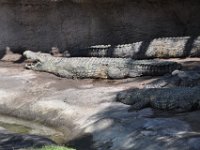 2015067535 Disneys Animal Kingdom - Orlando FL - Jun 09