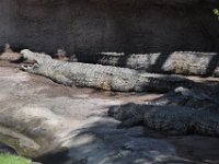 2015067537 Disneys Animal Kingdom - Orlando FL - Jun 09