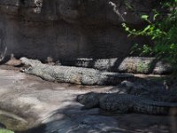 2015067538 Disneys Animal Kingdom - Orlando FL - Jun 09