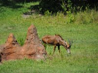 2015067541 Disneys Animal Kingdom - Orlando FL - Jun 09