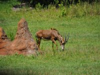 2015067542 Disneys Animal Kingdom - Orlando FL - Jun 09