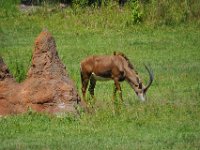 2015067543 Disneys Animal Kingdom - Orlando FL - Jun 09