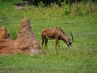 2015067544 Disneys Animal Kingdom - Orlando FL - Jun 09